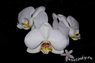 biela_orchidea.jpg