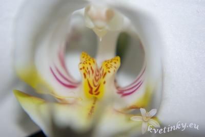 orchidea_detail2.jpg