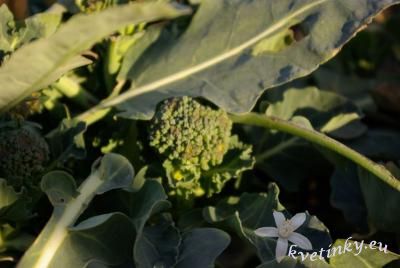 brokolica.jpg