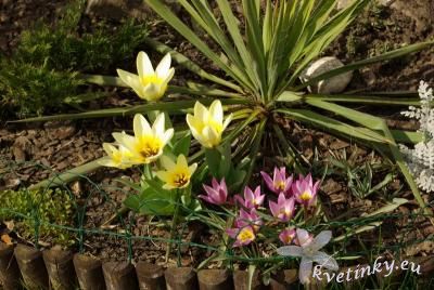 tulipany_1.jpg