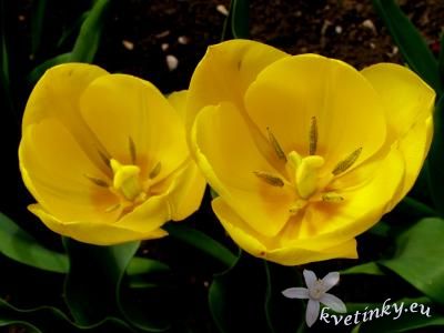 tulipany_2.jpg