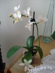 phalaenopsis3.jpg