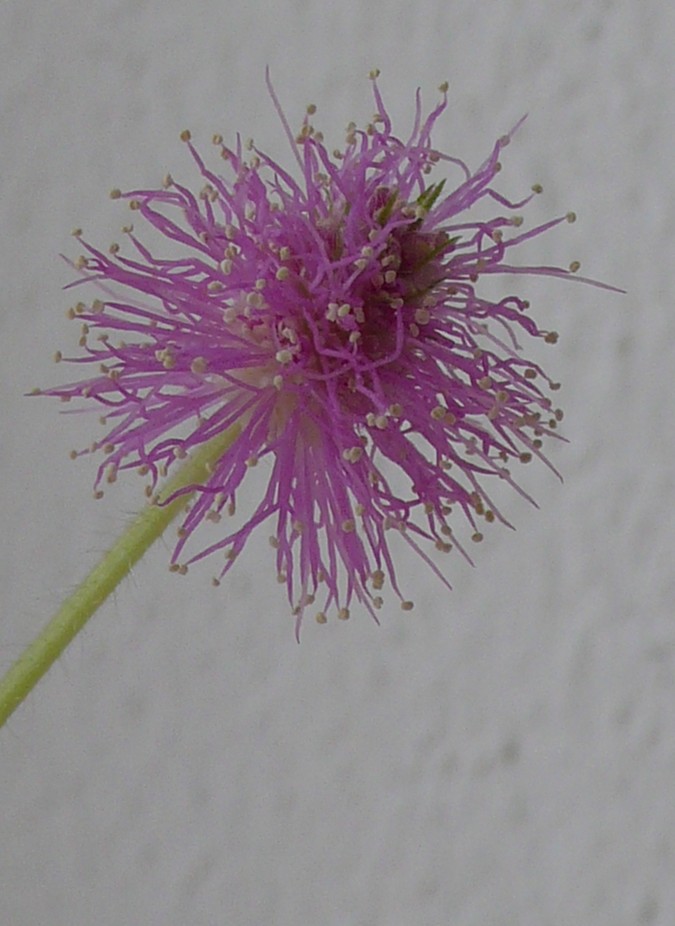 kvet mimóza