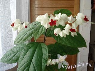 clerodendron.jpg