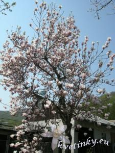 magnolia_1.jpg