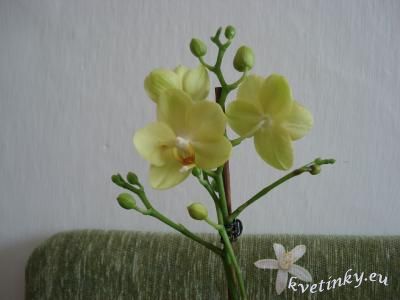 phalaenopsis.jpg